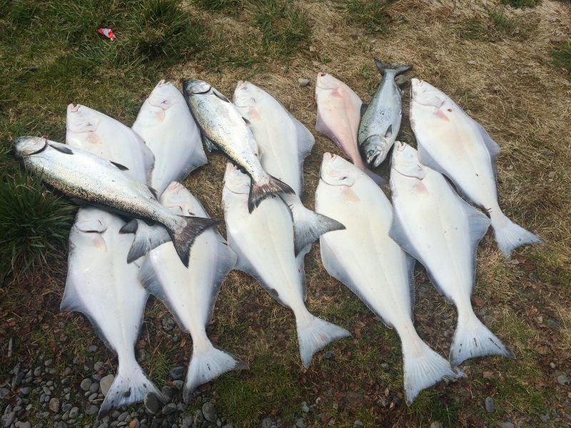 several halibut and salmon laying on grass