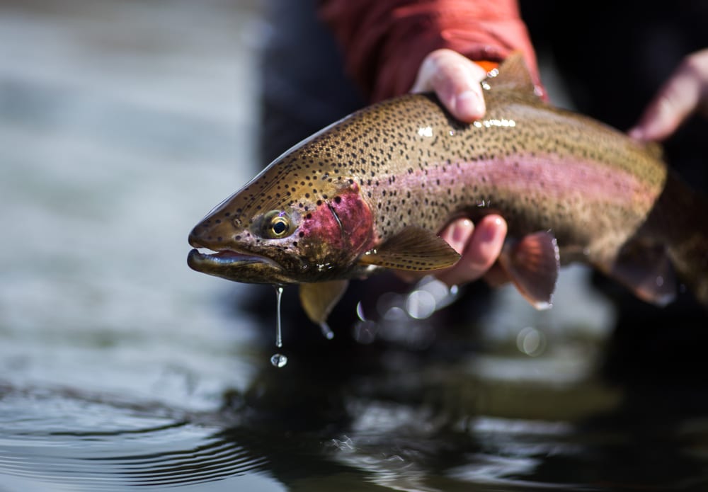 best rainbow trout fishing in Alaska
