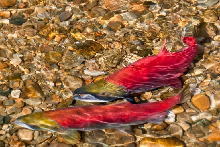The Kenai River Fish Counts and Season Summary - Jimmie Jack Fishing