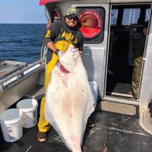 An elated angler struggles to hoist a massive halibut.