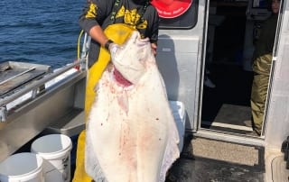 An elated angler struggles to hoist a massive halibut.