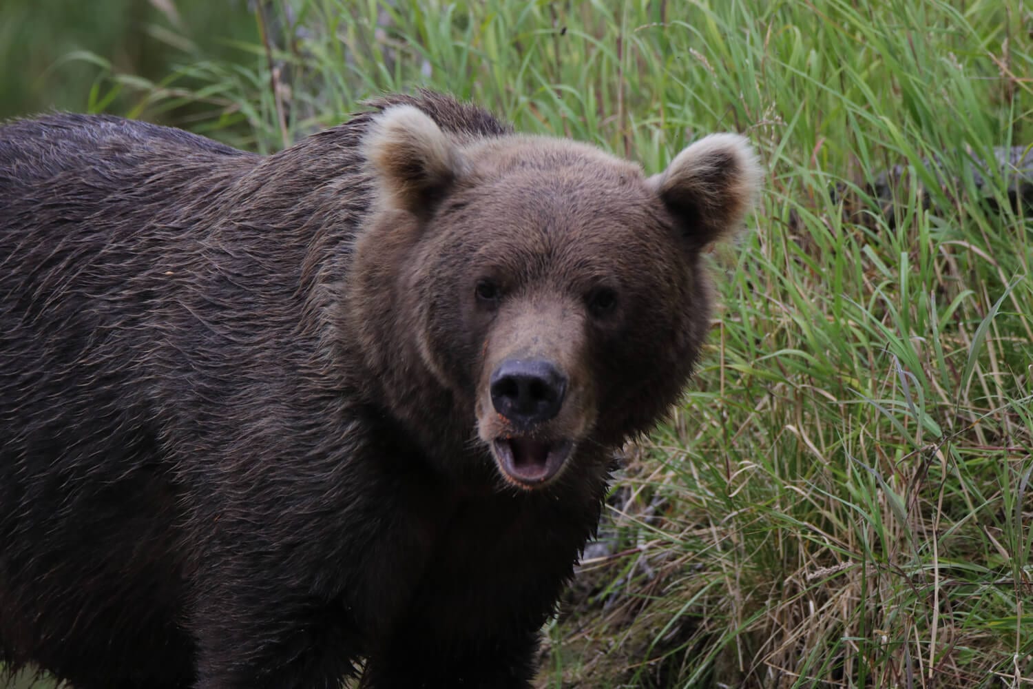 A mighty bear foraging in a remote Alaskan wetland.