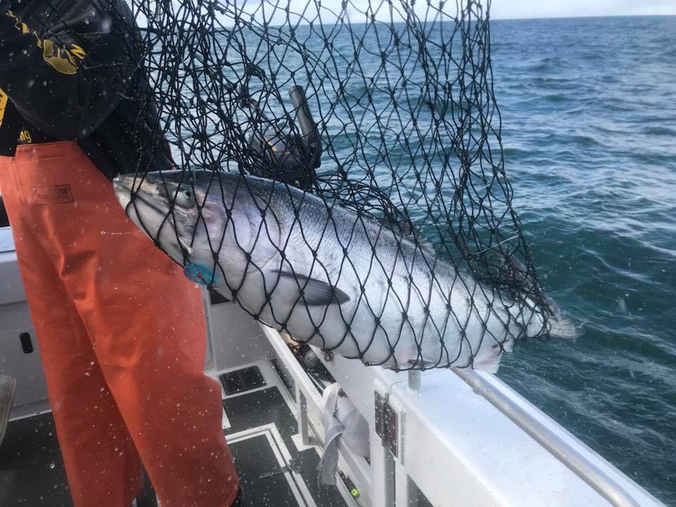 A net holding a large king salmon during an Alaska fishing trip.