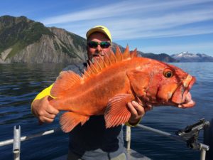 A happy angler hoists up a massive rockfish on an Alaskan charter.