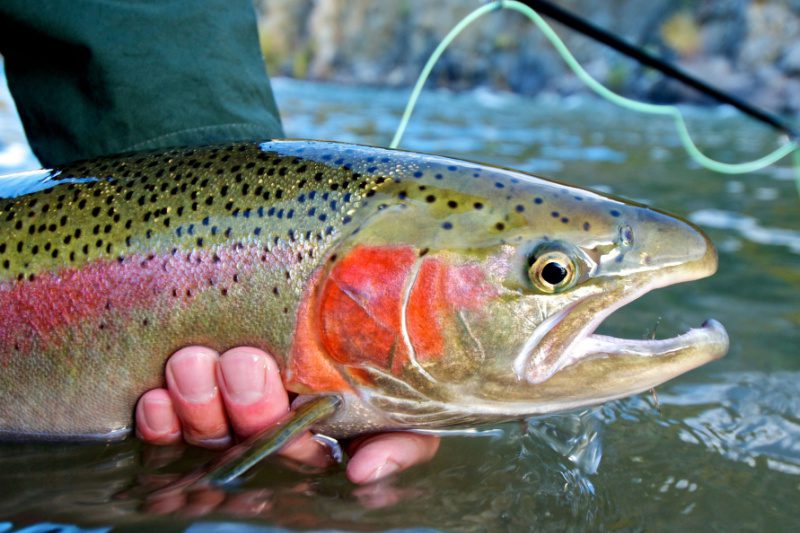 A trophy-sized rainbow trout caught in Alaska.