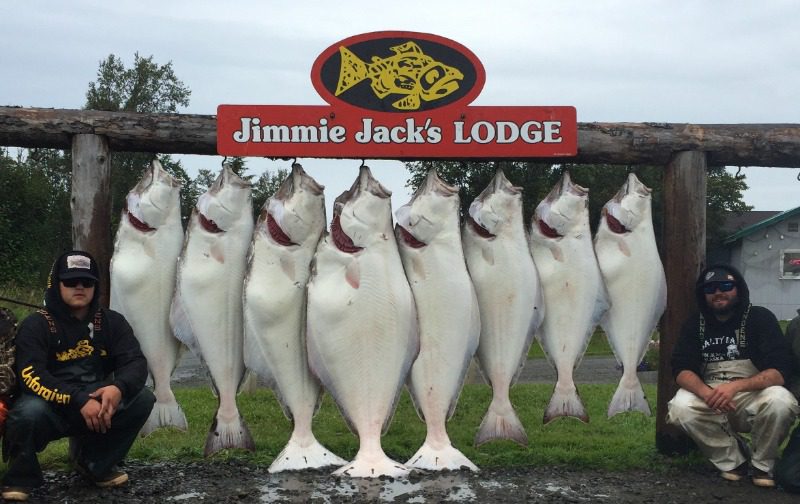 How to Catch Halibut: A collection of massive halibut lined up at Jimmie Jack's Lodge.