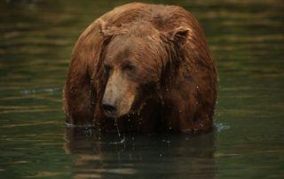 Bear Watching Alaska: A massive bear emerges from the Kenai River.