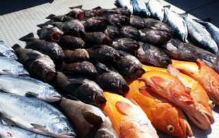 Fishing In Alaska In June: A pile of freshly caught rockfish and salmon.