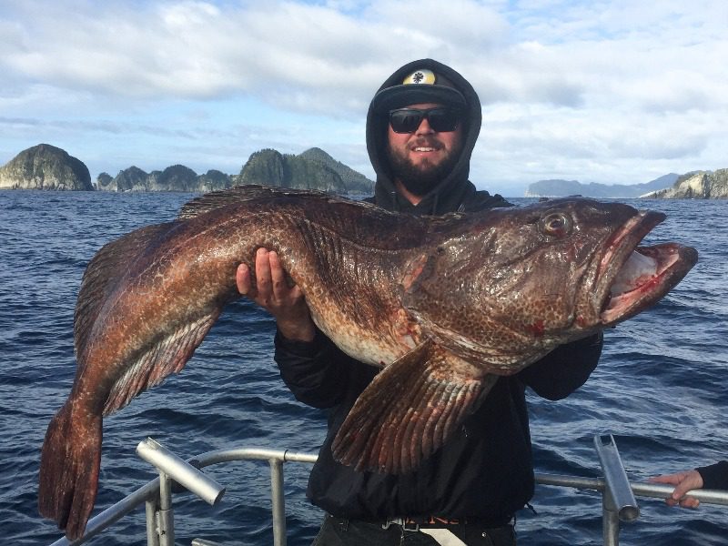 Alaska Lingcod: An avid angler proudly holds a massive lingcod caught in Alaska.